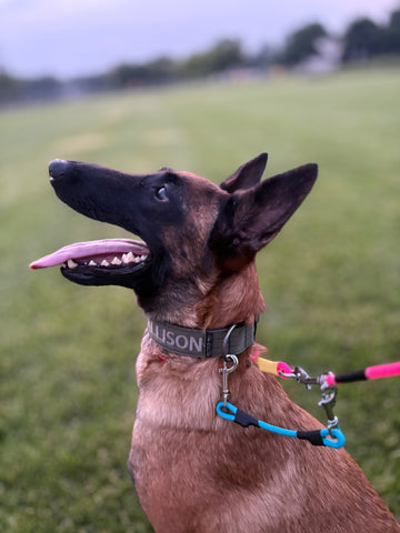 Kennel Bucket Holder / Coupler